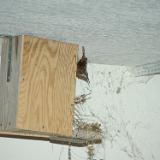 Smart canyon wren