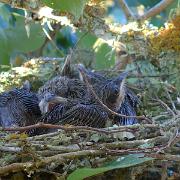 Baby Birds