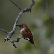 Rufous hummer