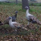 Turkeys