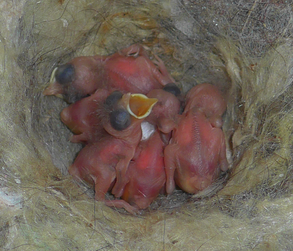 Hummingbird " Buffet