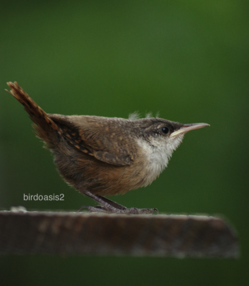 Canyon Wren " Baby