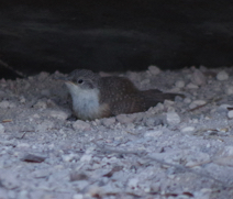 Canyon wren videos