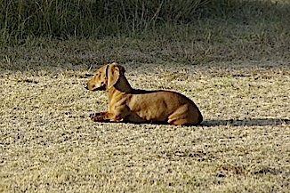 Hunting dog