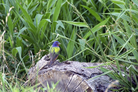 Painted " Bunting